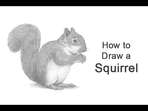 Gray Squirrel Drawing by George Sonner - Fine Art America