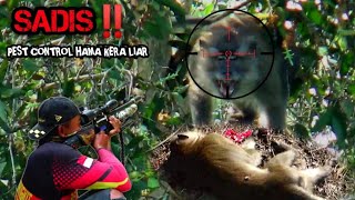 Shoot ‼️ Sadistic monkeys that are causing trouble for farmers // Hunt wild monkeys