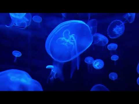 МЕДИТАЦИЯ БЛАГОДАРНОСТИ перед сном . Медитация творящая чудеса!!!