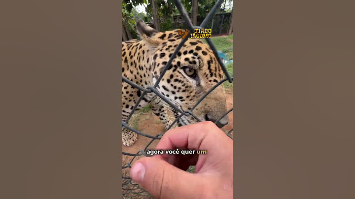 Xavante resume perfeitamente o sentimento de todos nós após o almoço