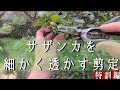 山茶花(サザンカ)を細かく透かす剪定をします❗