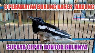 6 PERAWATAN KACER MABUNG AGAR CEPAT SELESAI BEGINILAH CARANYA