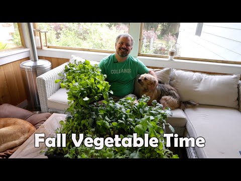 Video: Growing Autumn Greens: When Do You Plant Fall Leafy Greens