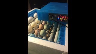 Мой новый инкубатор "Птичий двор." Обзор и закладка яиц.