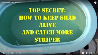 Top Secret- How to Keep Shad Alive and Catch More Striper