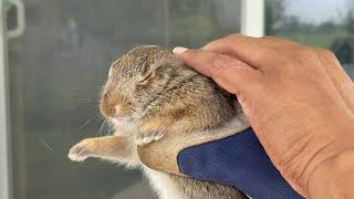 rescuing little screaming baby bunny | little rabbit knows its loved!