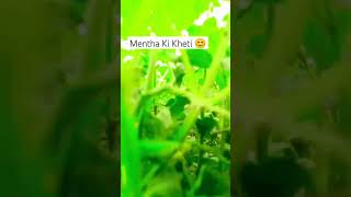 newvideo Mentha Ki Kheti menthakikheti kheti love youtube nature barish rain