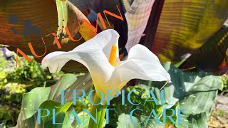 How to Care for Tropical & Non-hardy Plants Before ❄️SNOW❄️Hits the Fan | The Barefooted Gardener