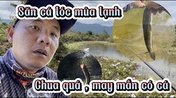 Câu cá lóc mùa lạnh , khá gian nan nhưng vẫn có cái kết đẹp !@Binhthuanlure