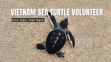 Vietnam Sea turtle Volunteer - Con Dao - Tình nguyện viên bảo tồn rùa biển #seaturtles #vietnam
