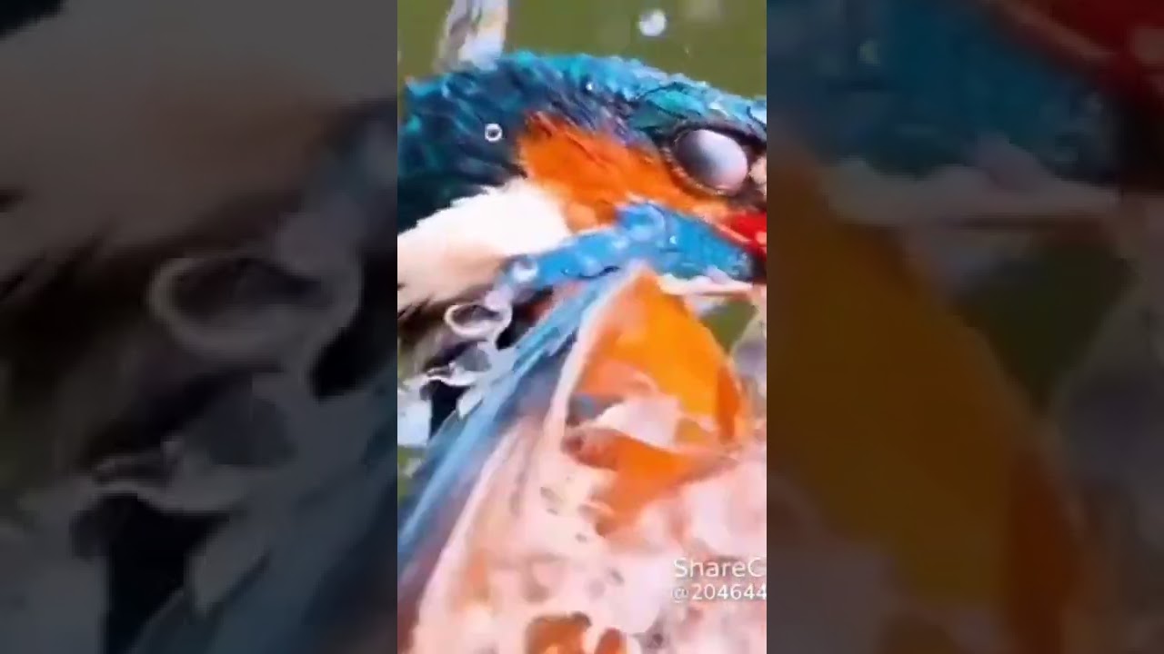 Fish 🐠 Hunter
