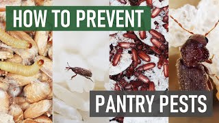 How to Prevent Common Pantry Pest Infestations (Rice Weevils, Grain Beetles, Pantry Moths)