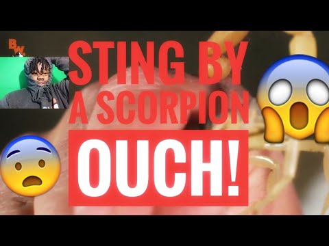 Brave Wilderness Which Scorpion Sting Is Worse! Reaction!!