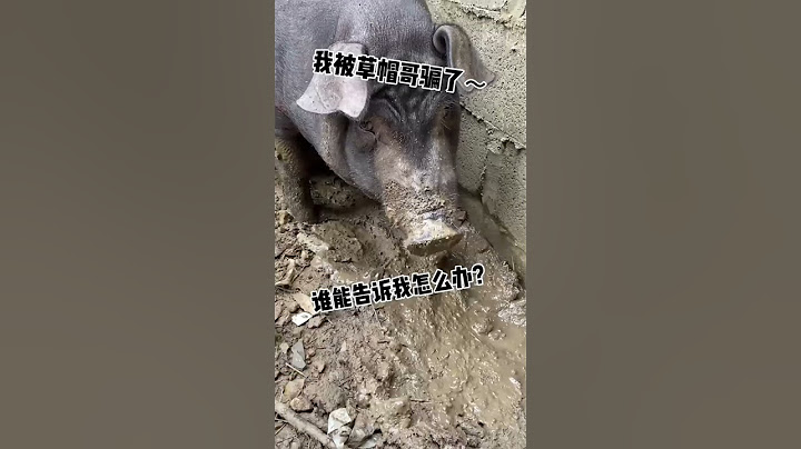 Pig is so cute, why eat it? | Chinese Mountain Forest Life and Food #Moo Tik Tok#FYP