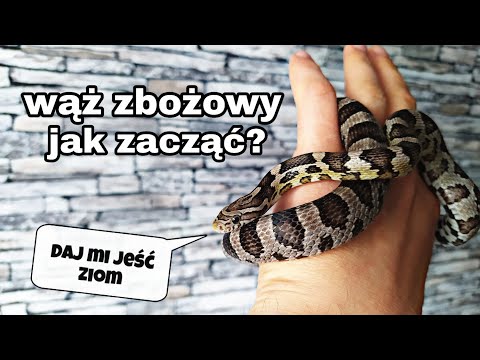 Wideo: Czy potrzebuję światła dla mojego węża zbożowego?