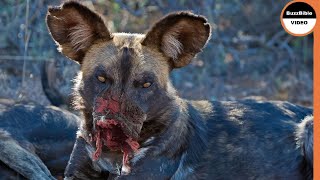 When Wild Dogs Get What They Deserve