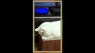 #Shorts ごめん寝する猫！気づかれたけどやっぱり眠くてごめん寝するキクちゃん☆Cat sleeping in an apology