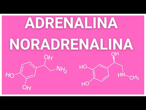 ¿Qué es la ADRENALINA y NORADRENALINA? ¿Qué es la EPINEFRINA y NOREPINEFRINA? ¿Son lo mismo?