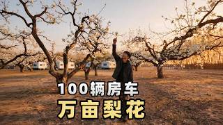 北京近郊梨花村藏着万亩花海，除了扎帐篷露营，还能体验各种房车 Lihua Village near Beijing boasts a sea of pear blossoms.
