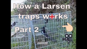 How a Larsen trap works part 2