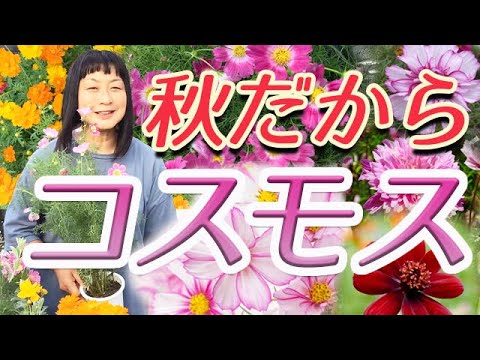 22 9 18 9月に入ると やっぱりコスモスが欲しくなっちゃいます お花屋さんでもお馴染みの秋の花ですが なんだか上手く育たない というお悩みを言われることが多いお花でもありますね Youtube