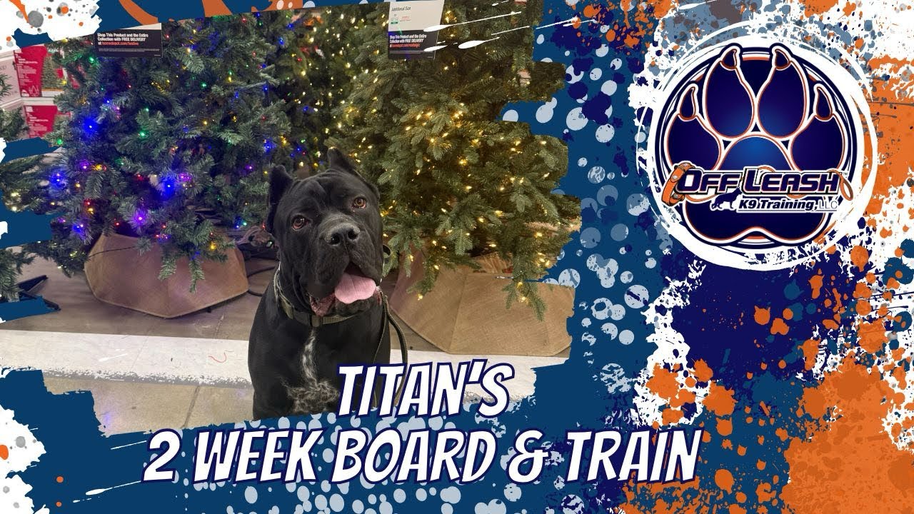 Chattanooga Dog Trainers- Titan the Cane Corso goes to camp! 
