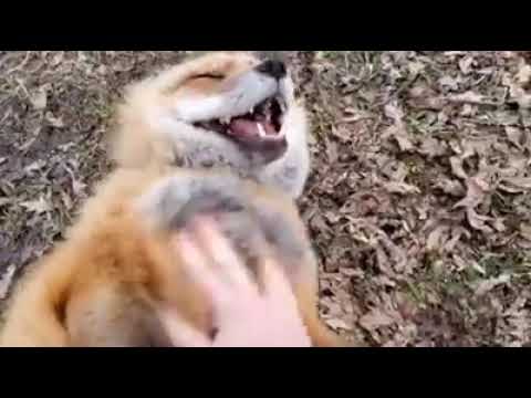 Video: Boom de zorros