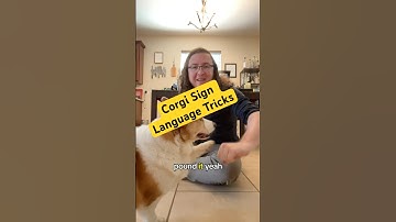 #corgi #signlanguage tricks ! #fyp #foryou #dogs