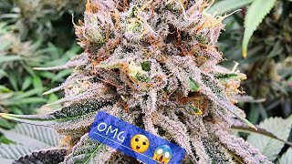Ethos Genetics Full Update