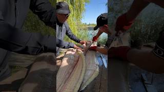 ДИЧЬ 🐟 РАЗДЕЛКА КРУПНОГО СОМА #рыбец64 #рыба #сомы