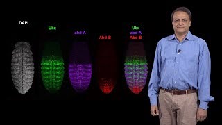 Nipam Patel (MBL) 1: Patterning the Anterior-Posterior Axis: The Role of Homeotic (Hox) Genes