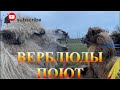 Верблюды поют