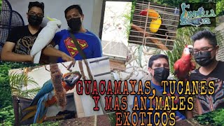 GUACAMAYAS, TUCANS AND OTHER EXOTIC ANIMALS (Fernando's rescued pets and animals)