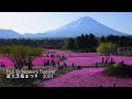 Magnifique cette anne  festival fuji shibazakura 2024 et le monde de peter rabbit