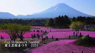 Lovely this year! Fuji Shibazakura Festival 2024 and Peter Rabbit's World by Japan Travel Walk 47,932 views 4 weeks ago 19 minutes