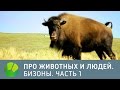 США. Бизоны. Часть 1 - Про животных и людей | Живая Планета