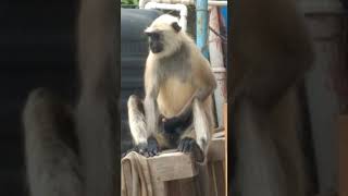 Indian monkey masturbate 🤣🤣🤣🔥