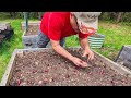 Raised bed work and planting potato and onion seeds