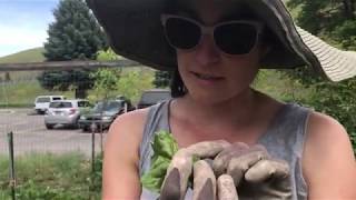 Community Garden Tutorials: Leaf Miners and How to Deal with Them Organically