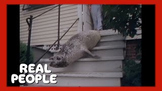 Andre the Seal | Real People | George Schlatter