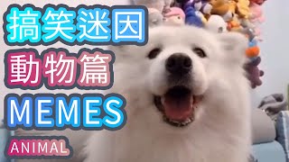 Best  Animal Meme compilation 1002