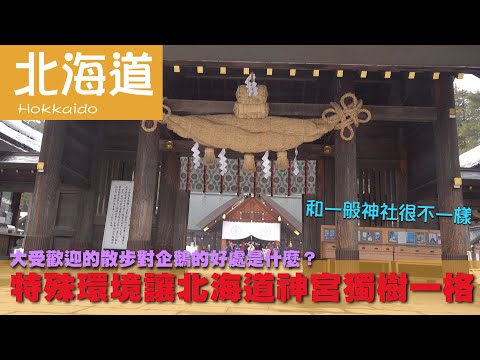 【日本北海道 Japan Hokkaido】大受歡迎的散步對企鵝的好處是什麼？特殊環境讓北海道神宮獨樹一格｜啤酒｜動物園｜神社