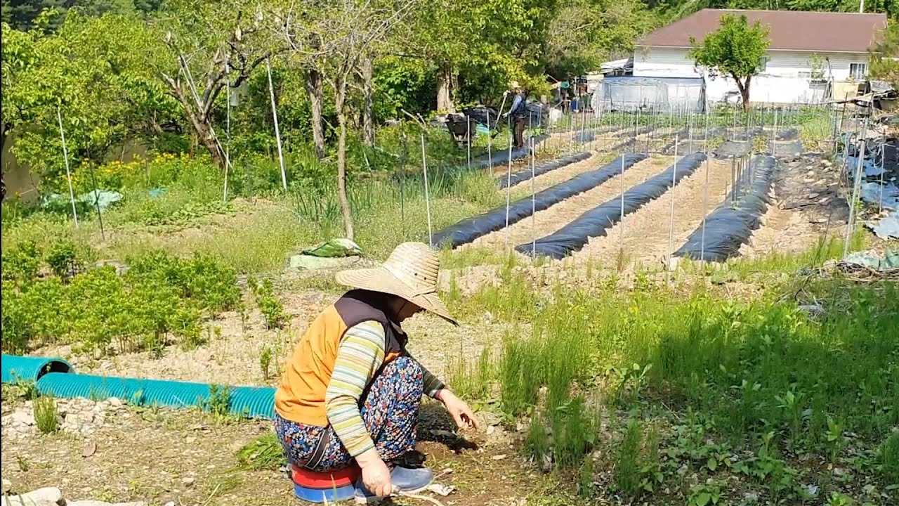 Садоводство, приготовление салата-латука и поджаренной пиццы (Жизнь в корейской деревне)