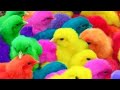 16 mei 2024 menangkap ayam ayam lucu ayam rainbow ayam warna warni  bebek sapi