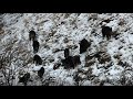 CHASSE AUX SANGLİER- CROWD WİLD BOAR HUNTS- DOMUZ AVI 2020