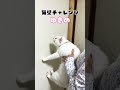 猫壁チャレンジやってみた #shorts #cat #保護猫 #ショート #猫