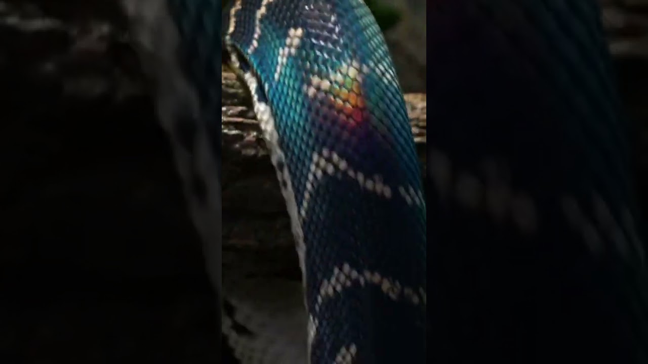 The colors on this Boelens Python is insane!! 
