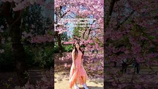 Japan During Cherry Blossom Season
