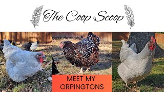 Orpington Chickens - Learn about the breed and meet my three girls