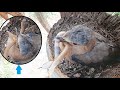 Baby bird GRABS COBRA from TREE &amp; Swallows Alive | Roller bird in Nest DAY 4